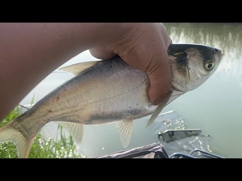 Видео: Рыбалка на канале Юлдуз 2024