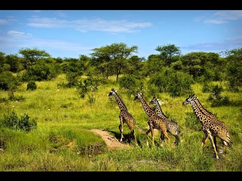 Видео: Африка крупным планом — Призраки Серенгети (Документальные фильмы National Geographic HD)