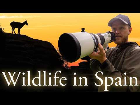 Видео: В поисках дикой природы в Испании | Фотографирование иберийского козерога