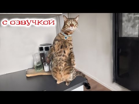 Видео: Приколы с животными! С ОЗВУЧКОЙ! Смешные коты! ДО СЛЕЗ!