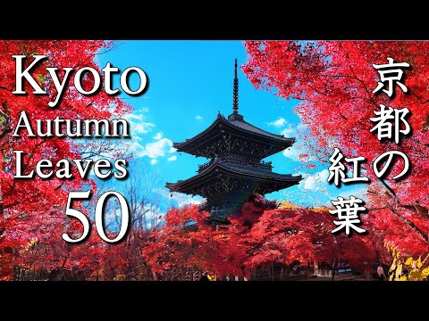 Видео: [4K 🍁 50 лучших мест для наблюдения за осенней листвой в Киото] Самые захватывающие виды |