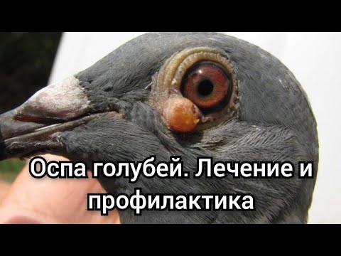 Видео: Оспа голубей. Лечение и профилактика