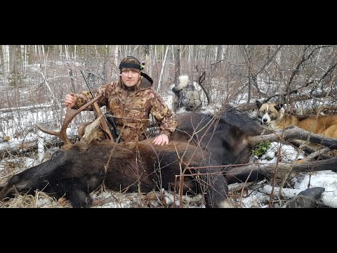 Видео: ДОБЫЛИ МЯСО НА ВСЮ ЗИМУ! НО ВЫВЕЗТИ СОВСЕМ НЕПРОСТО. ОХОТА НА ЛОСЯ С ЛАЙКАМИ.