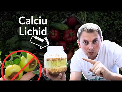 Видео: Попрощайтесь с гниющими помидорами из-за нехватки кальция! Давайте приготовим жидкий кальций дома!