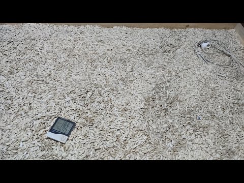 Видео: Сушимо гарбузове насіння 05.10.2025р . Без пригод не обійшлось....