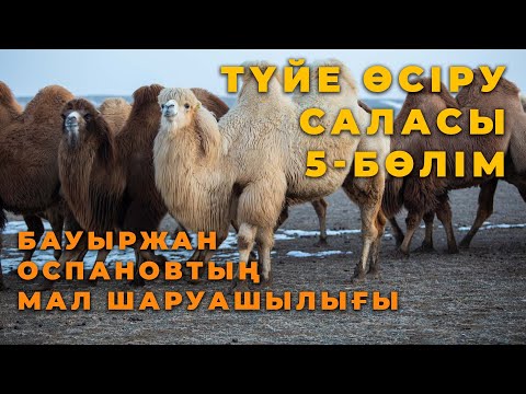 Видео: Мал шаруашылығы. 5-бөлім: Бауыржан Оспановтың түйе шаруашылығы жайлы