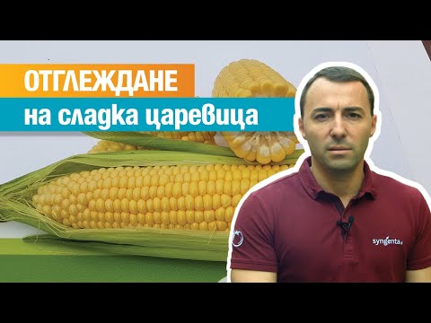 Видео: Отглеждане на сладка царевица