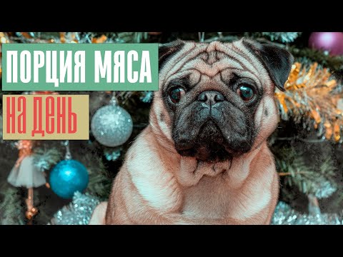 Видео: Порция мяса для мопса на день после 1+ и после года.