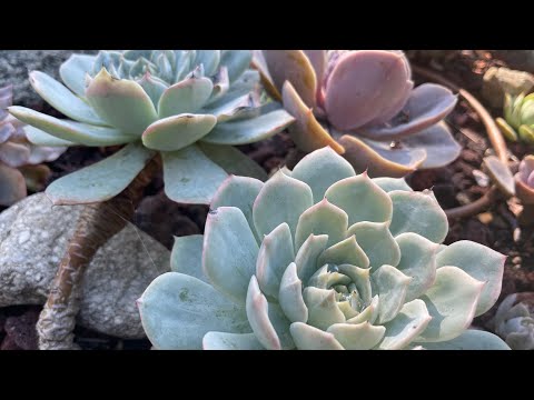 Видео: Блог Sukulent: обрезка и уход