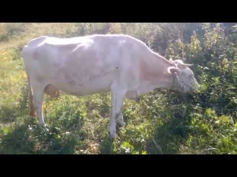 Видео: Милки больше нет//В хозяйстве не без потерь// сколько мяса в корове// коровы на новом пастбище