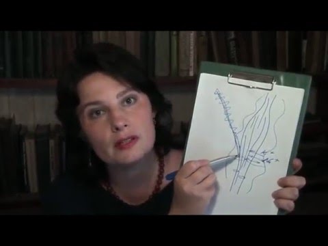 Видео: Осторожно, паксил!