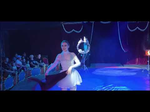 Видео: #цирк  #cirks  #птицы  #шоу 