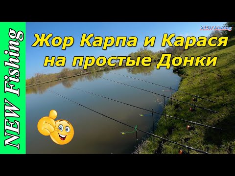 Видео: Жор Карпа и Карася на донки! Простая рабочая КАША для донок!