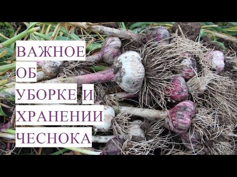 Видео: Важно Знать! Когда Убирать Чеснок. Как Хранить Чеснок.