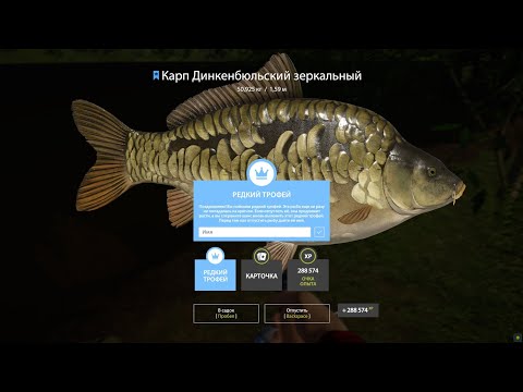 Видео: Редкий Трофей Карп Динкенбюльский 50 Кг - Русская Рыбалка 4