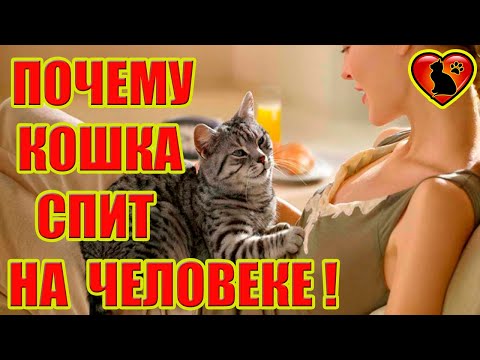 Видео: Так вот, почему на самом деле кошка спит на человеке! Основные и мистические причины!