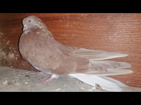 Видео: ХРИПЫ У ГОЛУБЕЙ ГОНЯЕМ ГЛИСТОВ.