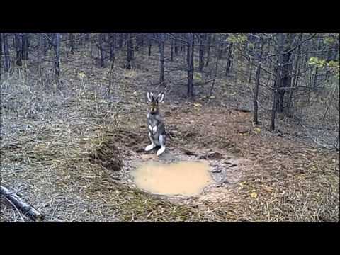 Видео: Зайцы просто обожают этот солонец