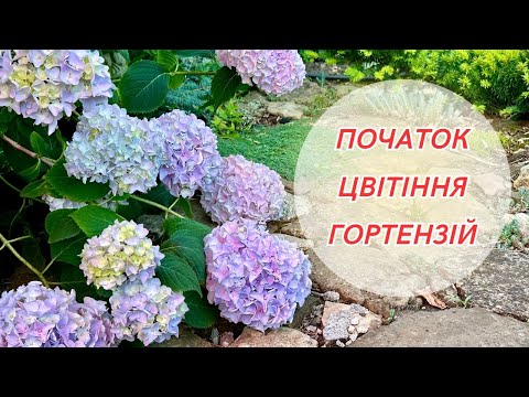 Видео: Широколисті гортензії на початку літа. Що квітне на дачі. Огляд садочку.