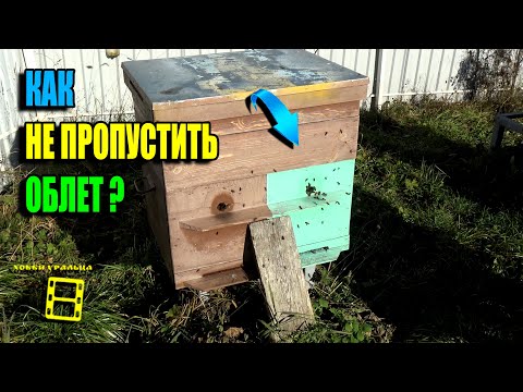 Видео: ХОРОШАЯ ПОГОДА И ПЧЕЛЫ ВЫШЛИ НА ПОСЛЕДНИЙ ОБЛЕТ. ПЧЕЛОВОДСТВО 25-37