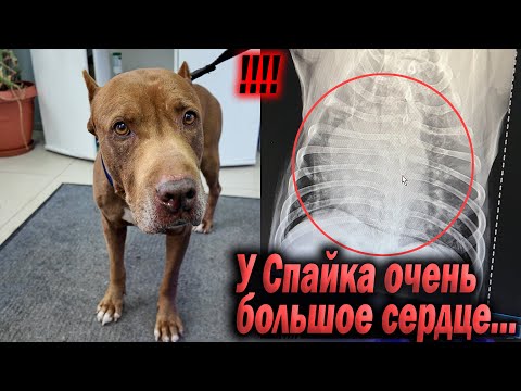 Видео: У Питбуля Спайка очень большое сердце....