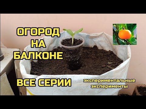 Видео: Весь сезон 2025 Сад Огород На Балконе 🎃