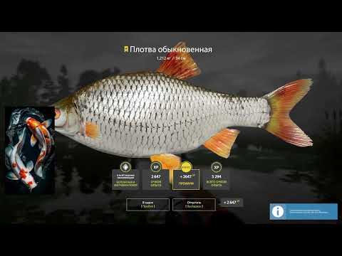 Видео: Старый острог  Плотва обыкновенная трофей