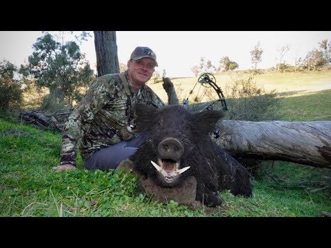 Видео: Охота с луком на кабанов.