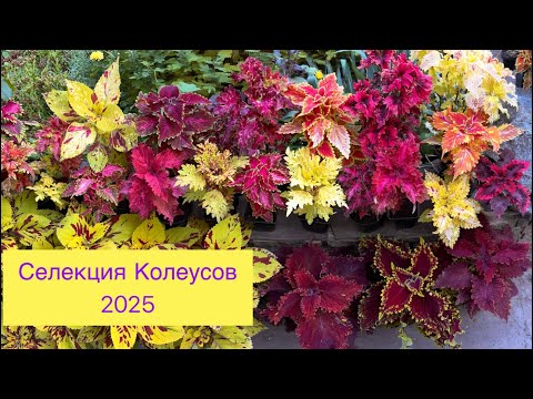 Видео: Селекция Колеусов. Самые интересные сеянцы. Колеусы из семян.