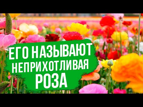 Видео: Розы легкого ухода или ранункулюс. Выращиваем в открытом грунте и в горшке!