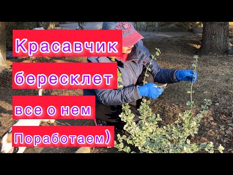 Видео: Пересадка и стрижка.Все о бересклете