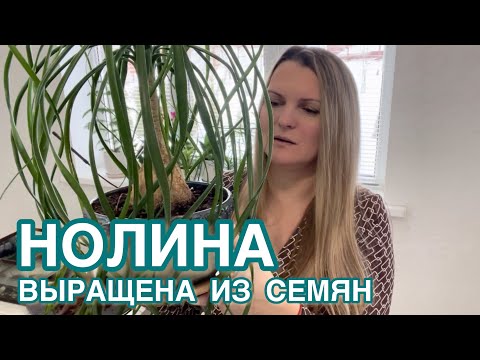 Видео: ОБЗОР/ ВАМ НОЛИНА ОЧЕНЬ ПОНРАВИТСЯ / УХОД И ВЫРАЩИВАНИЕ ИЗ СЕМЯН / КОМНАТНЫЕ ЦВЕТЫ