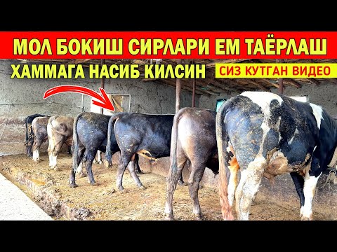 Видео: МОЛ БОКИШ СИРЛАРИ 🦬 ЕМ ТАЁРЛАШ БУКАЛАР КАНДАЙ У́ЗГАРЯБДИ СИЗ КУТГАН ВИДЕО !!! ХОРАЗМ БОЗОР