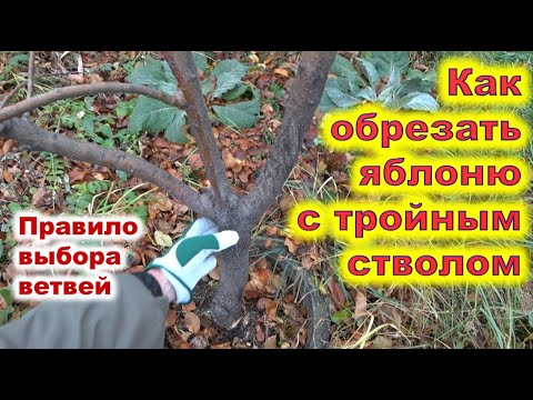 Видео: Обрезка яблони с тройным стволом. Правила выбора побегов при обрезке.