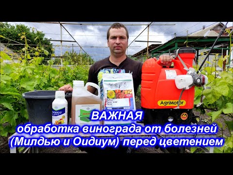 Видео: ВАЖНАЯ! Обработка винограда перед цветением.