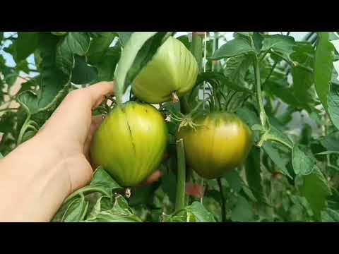 Видео: Урожайные и вкусные, сорта  томатов 🍅, в сезоне 2025. 
