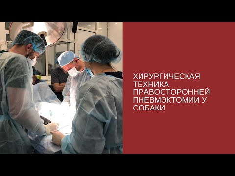 Видео: Хирургическая техника правосторонней пневмэктомии у собаки