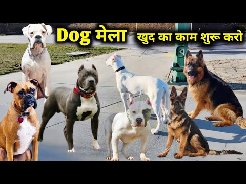 Видео: Так много пород собак, возьмите любую | Аргентинский дог | Боксер | Американский булли | Немецкая...