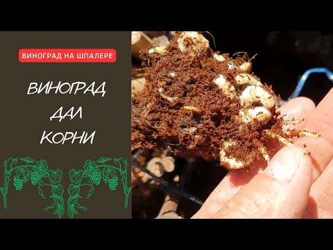 Видео: Проращивание чубуков в кильчеваторе. Результат укоренения через две недели.