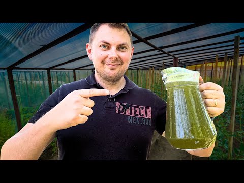 Видео: Это, безусловно, лучшее удобрение для помидоров! 🍅🔥