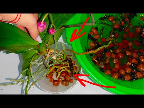 Видео: Приехала в гости и начала кромсать ЧУЖИЕ ОРХИДЕИ