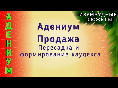 Видео: АДЕНИУМ  Продажа . Пересадка И Формирование Адениума