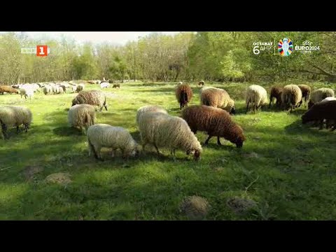 Видео: Две истории за калоферски кози и копривщенски овце, "Бразди" - 08.06.2024