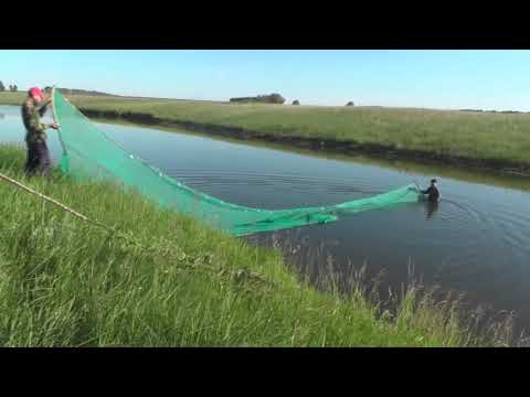 Видео: Ещё 300 карасей на Рыжковский (северный) пруд поскорее.  08. 07. 2019