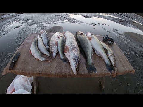 Видео: За ТРОФЕЯМИ в Парабель| Джиг| Обь