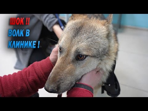 Видео: Волк в клинике !!! Все в ШОКЕ !!! Поведение Волкособа в клинике !!! Что с Аявриком ?