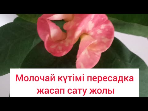 Видео: МОЛОЧАЙ КҮТІМІ Пересадка жасап сату жолы. #молочай
