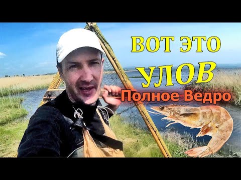 Видео: Как и на что поймать ведро креветки! Рыбалка в море самодельной ловушкой на креветок.