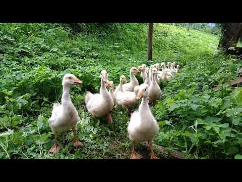 Видео: Як пасти гусенят.