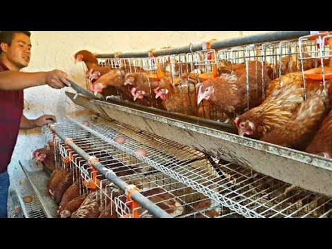 Видео: ДАР ШАРОИТИ ХОНА МУРҒ ПАРВАРИШ КАРДА ДАР ЯК МОҲ 3000$ ФОИДА СОФ МЕНИРАМ|БИР ОЙДА 3000$ ФОИДА КУРАМАН